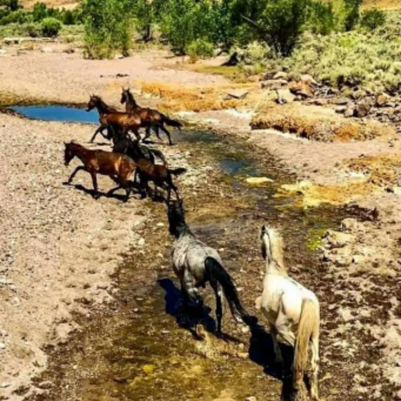 Morning Coffee With @bascalcat - Picture 15 of 15